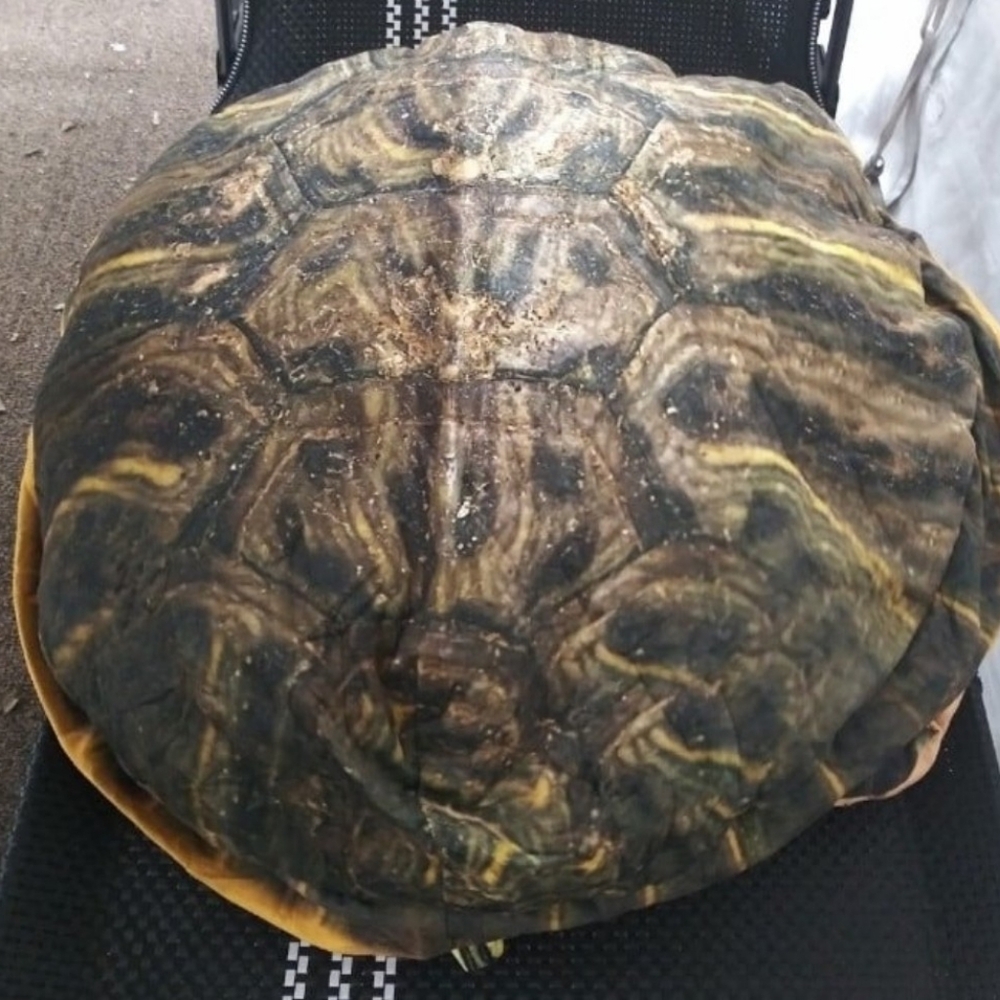 CARTBAE Wearable Turtle Shell Pillow – Plush Costume (Adult/Kids) – Like New